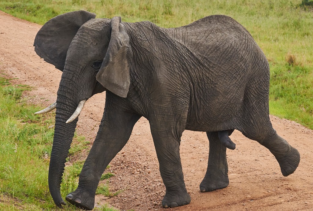 Lone young male